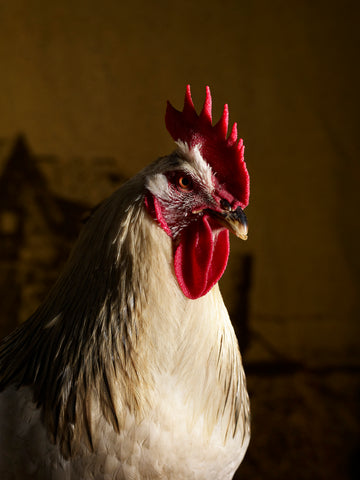 regal chickens todd mclellan