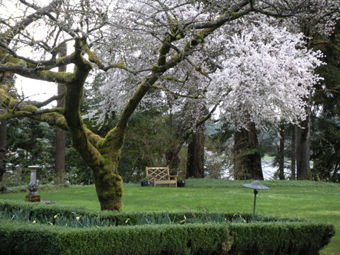 Cherry-Blossoms-at-Lakewold-Gardens,-WA